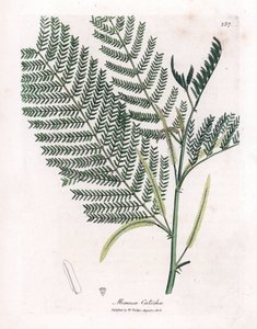 Acacia a cachou o cachoutier - Catechu, Acacia catechu. Grabado en cobre coloreado a mano de una ilustración botánica de James Sowerby extraída de la obra de William Woodville y Sir William Jackson Hooker "Medical Botany", John Bohn, Londres.