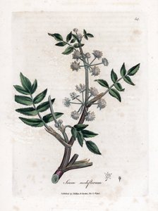 Ache false watercress - Chirivía de agua rastrera, Sium nodiflorum. Grabado en cobre coloreado a mano de una ilustración botánica de James Sowerby de la obra "Medical Botany" de William Woodville y Sir William Jackson Hooker, John Bohn, Londres. de James Sowerby
