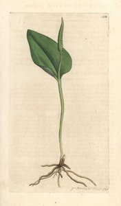 Lengua de víbora, Ophioglossum vulgatum (Ophioglossum) Grabado en cobre coloreado a mano según una ilustración de James Sowerby de Botánica inglesa de James Smith, Londres.