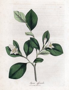 Aliboufier - Storax, Styrax officinalis. Grabado en cobre coloreado a mano a partir de una ilustración botánica de James Sowerby extraída de "Medical Botany" de William Woodville y Sir William Jackson Hooker, John Bohn, Londres. de James Sowerby