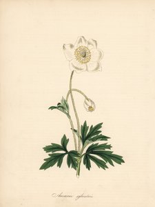 Anémona de las brocas - Snowdrop anemone, Anemone sylvestris. Tomado de una ilustración de James Sowerby en el "Botanical Magazine" de William Curtis. Zincografía coloreada a mano de C. Chabot dibujada por Miss M. A. Burnett de su "Plantae Utiliores: or Il de James Sowerby