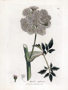 Angelique des bois ou sylvestris - Angélica silvestre, Angelica sylvestris. Grabado en cobre coloreado a mano de una ilustración botánica de James Sowerby de la obra "Medical Botany" de William Woodville y Sir William Jackson Hooker, John Bohn, Londres. de James Sowerby