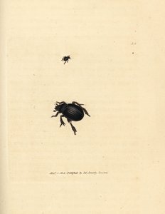 Escarabajo Aphodius arenarius (Scarabaeus ovalis). Grabado en cobre coloreado a mano por James Sowerby de The British Miscellany, or Coloured figures of new, rare, or little known animal subjects. de James Sowerby
