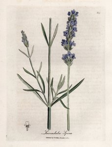 Lavanda ápica. Grabado en cobre coloreado a mano a partir de un dibujo de James Sowerby (1757-1822), en Botanique Medicinale
