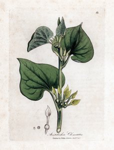 Aristoloche clematite - Aristolochia clematitis. Grabado en cobre coloreado a mano de una ilustración botánica de James Sowerby extraída de "Medical Botany" de William Woodville y Sir William Jackson Hooker, John Bohn, Londres.