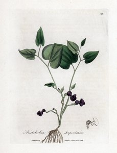 Aristoloche variete - Hierba de la serpiente, Aristolochia serpentaria. Grabado en cobre coloreado a mano de una ilustración botánica de James Sowerby extraída de "Medical Botany" de William Woodville y Sir William Jackson Hooker, John Bohn, Londres.