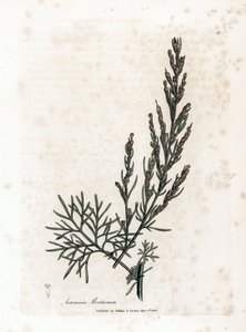 Aurona o limoncillo o limoncillo de artemisa - Southernwood, Artemisia abrotanum. Grabado en cobre coloreado a mano a partir de una ilustración botánica de James Sowerby extraída de la obra de William Woodville y Sir William Jackson Hooker "Medical Botany" de James Sowerby