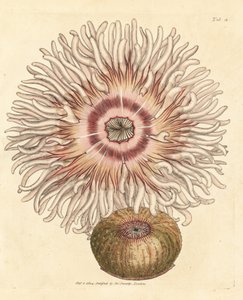 Anémona de cuentas, Actinia equina. Grabado en cobre coloreado a mano por James Sowerby de The British Miscellany, or Coloured figures of new, rare, or little known animal subjects.