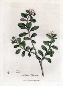 Uva de oso o gayuba - Arbutus rastrero o gayuba, Arctostaphylos uva-ursi. Grabado en cobre coloreado a mano de una ilustración botánica de James Sowerby extraída de "Medical Botany" de William Woodville y Sir William Jackson Hooker, John Bohn, Londres. de James Sowerby