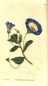 Bella correhuela diurna o tricolor - Pequeña correhuela, Convolvulus tricolor. Grabado en cobre coloreado a mano e ilustración botánica de James Sowerby de The Botanical Magazine de William Curtis, Lambeth Marsh, Londres.