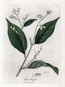 Benjuí - Árbol benjuí, Styrax benzoin. Grabado en cobre coloreado a mano a partir de una ilustración botánica de James Sowerby de "Botánica Médica" de William Woodville y Sir William Jackson Hooker, John Bohn, Londres.