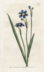 Bermuda de hojas estrechas - Litografía de James Sowerby (1757-1822), de la Revista Botánica de William Curtis (1746-1799) de James Sowerby