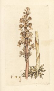 Orquídea nido de pájaro, Neottia nidus-avis (Bird