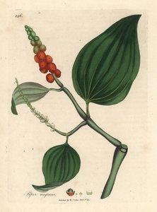 Pimienta negra, Piper nigrum de James Sowerby
