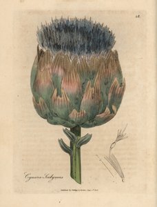 Alcachofa de flores azules y moradas, Cynara scolymus