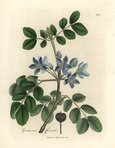Guaiacum officinale de flor azul de James Sowerby