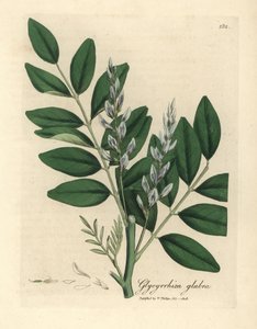 Regaliz común de flor azul, Glycyrrhiza glabra