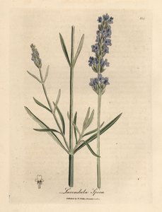 Lavanda de flor azul, Lavandula spica