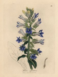 Lobelia de flor azul o flor cardenal, Lobelia siphilitica de James Sowerby