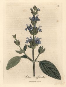 Salvia de flor azul, Salvia officinalis de James Sowerby