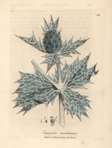 Eryngium maritinum, acebo de mar o eryngo de flor azul