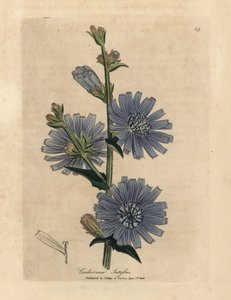 Achicoria silvestre de flor azul, Cichorium intybus