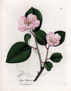 Tabla botánica: flores y membrillo, fruto de Cognassier (Cydonia oblonga) - Membrillero de flores rosas con contorno de fruto, Pyrus cydonia. Grabado en cobre coloreado a mano a partir de una ilustración botánica de James Sowerby de William Woodville y Sir