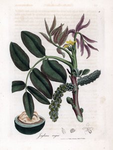 Tabla botánica: hojas, plantas y fruto del nogal Hojas, flor amarilla y nuez del nogal común, Juglans regia. Grabado en cobre coloreado a mano a partir de una ilustración botánica de James Sowerby de William Woodville y Sir William Jackson Hooker