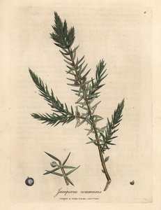Rama y bayas de enebro común, Juniperus communis de James Sowerby
