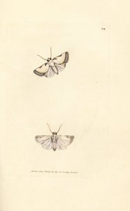 Belleza de Brixton, Acontia nitidula (Phalaena catena). Grabado en cobre coloreado a mano por James Sowerby de The British Miscellany, or Coloured figures of new, rare, or little known animal subjects.