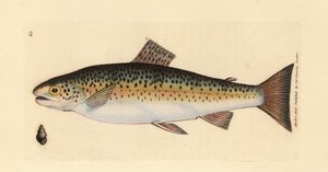 Trucha común, Salmo trutta fario (Trucha canguro, Salmo fario). Grabado en cobre coloreado a mano por James Sowerby de The British Miscellany, or Coloured figures of new, rare, or little known animal subjects. de James Sowerby