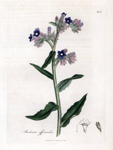 Bugloss officinale - Bugloss, Anchusa officinalis. Grabado en cobre coloreado a mano de una ilustración botánica de James Sowerby extraída de "Medical Botany" de William Woodville y Sir William Jackson Hooker, John Bohn, Londres.