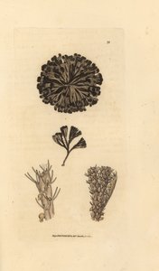 Bugulina avicularia (Flustra avicularis). Grabado en cobre coloreado a mano por James Sowerby de The British Miscellany, or Coloured figures of new, rare, or little known animal subjects. de James Sowerby