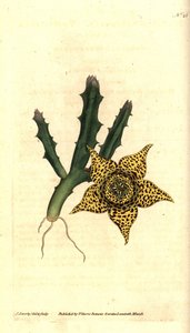 Cactus almidón - Orbea variegata (Estapelia variegada, Stapelia variegata). Grabado en cobre coloreado a mano e ilustración botánica de James Sowerby de The Botanical Magazine de William Curtis, Lambeth Marsh, Londres.