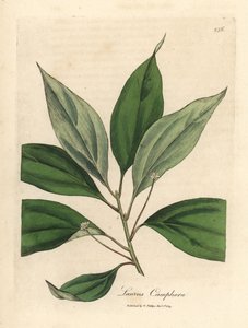 Alcanforero, Laurus camphora de James Sowerby