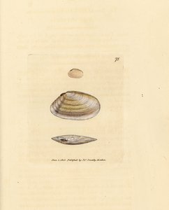 Concha de tellina palo de caramelo, Tellina similis. Grabado en cobre coloreado a mano por James Sowerby de The British Miscellany, or Coloured figures of new, rare, or little known animal subjects. de James Sowerby