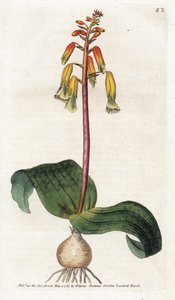 Cuco de Ciudad del Cabo - Litografía de James Sowerby (1757-1822), lámina de la Revista Botánica de William Curtis (1746-1799)