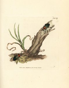 Escarabajo Carabus nitens. Grabado en cobre coloreado a mano por James Sowerby de The British Miscellany, or Coloured figures of new, rare, or little known animal subjects. de James Sowerby