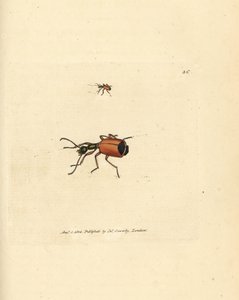 Escarabajo Carabus rotundicollis. Grabado en cobre coloreado a mano por James Sowerby de The British Miscellany, or Coloured figures of new, rare, or little known animal subjects. de James Sowerby