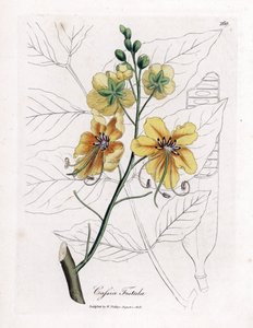 Cassia, falsa sene, falso algarrobo, lluvia dorada o canefier - Árbol de la lluvia dorada, Cassia fistula. Grabado en cobre coloreado a mano de una ilustración botánica de James Sowerby de "Botánica Médica" de William Woodville y Sir William Jackson Hooker de James Sowerby