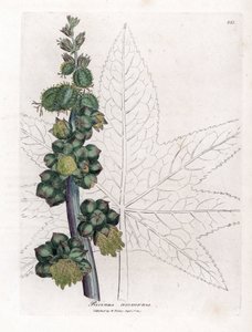 Ricino - Planta del aceite de ricino, Ricinus communis. Grabado en cobre coloreado a mano de una ilustración botánica de James Sowerby extraída de la obra de William Woodville y Sir William Jackson Hooker "Medical Botany", John Bohn, Londres. de James Sowerby