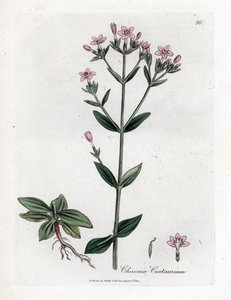 Centauree Chironia - Centaura, Chironia centaurium. Grabado en cobre coloreado a mano de una ilustración botánica de James Sowerby extraída de "Medical Botany" de William Woodville y Sir William Jackson Hooker, John Bohn, Londres. de James Sowerby