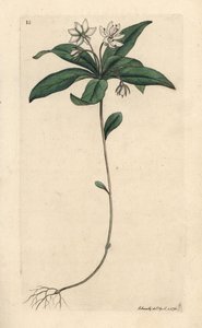 Lysimachia europaea (Trientalis europaea) (Trientale d