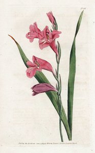 Glaieul común - Litografía de James Sowerby (1757-1822), de la Revista Botánica de William Curtis (1746-1799) de James Sowerby