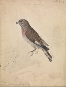 Pardillo común de James Sowerby