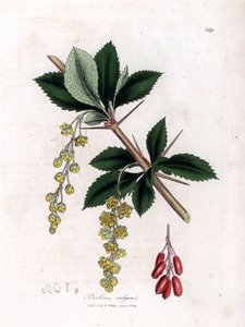 Agracejo común - Agracejo común, Berberis vulgaris. Grabado en cobre coloreado a mano de una ilustración botánica de James Sowerby de la obra de William Woodville y Sir William Jackson Hooker "Medical Botany", John Bohn, Londres. de James Sowerby