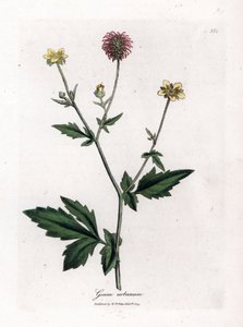 Benoite común o hierba de San Benoit - Wood avens, Geum urbanum. Grabado en cobre coloreado a mano de una ilustración botánica de James Sowerby de la obra de William Woodville y Sir William Jackson Hooker "Medical Botany", John Bohn, Londres. de James Sowerby