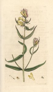 Common cowwheat, Melampyrum pratense (Melampyre des pres, Wood millet, Cochelet, Yellow savory) Grabado en cobre coloreado a mano según una ilustración de James Sowerby de James Smith