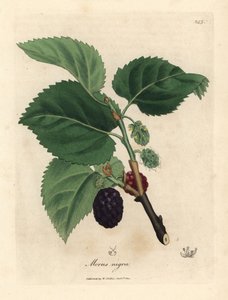 Morera común, Morus nigra de James Sowerby