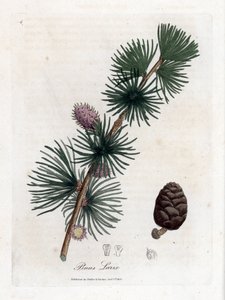 Alerce común o europeo - Alerce europeo, Larix decidua. Grabado en cobre coloreado a mano de una ilustración botánica de James Sowerby de la obra de William Woodville y Sir William Jackson Hooker "Medical Botany", John Bohn, Londres. de James Sowerby